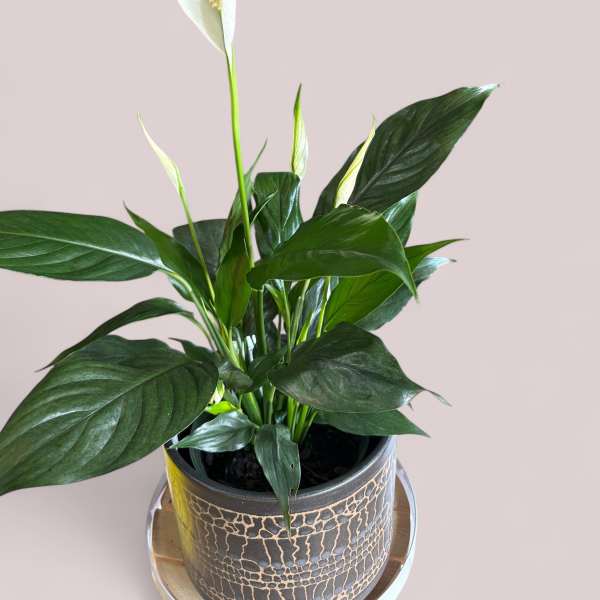 Potted peace lily plant with white blooms in a patterned ceramic pot.
