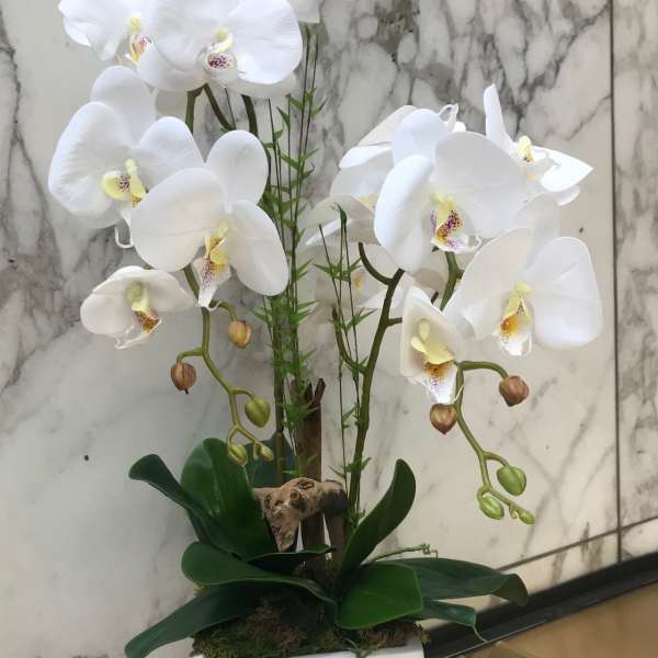 White orchids arranged in a square white planter