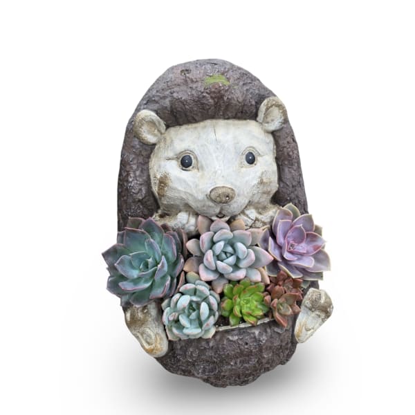 Hedgehog Succulent Planter