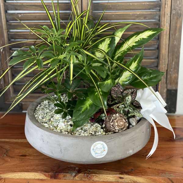 Mixed potted houseplants in a low gray planter with white ribbon