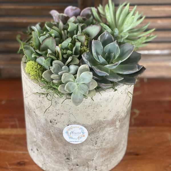 Potted succulent arrangement in a concrete planter