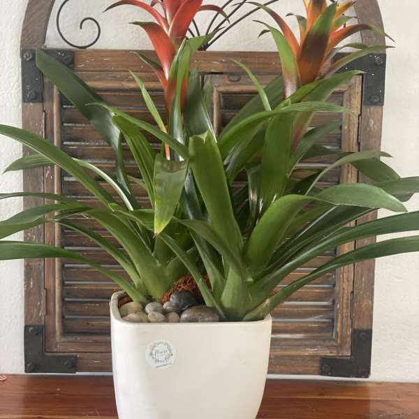 Potted bromeliad plant with red-orange blooms in a white ceramic planter