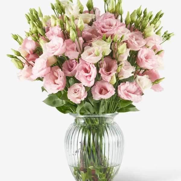 Pink Chiffon Lisianthus
