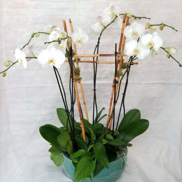 White orchids in a teal pot with bamboo stakes