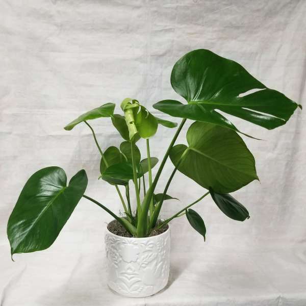 6" Philodendron Plant