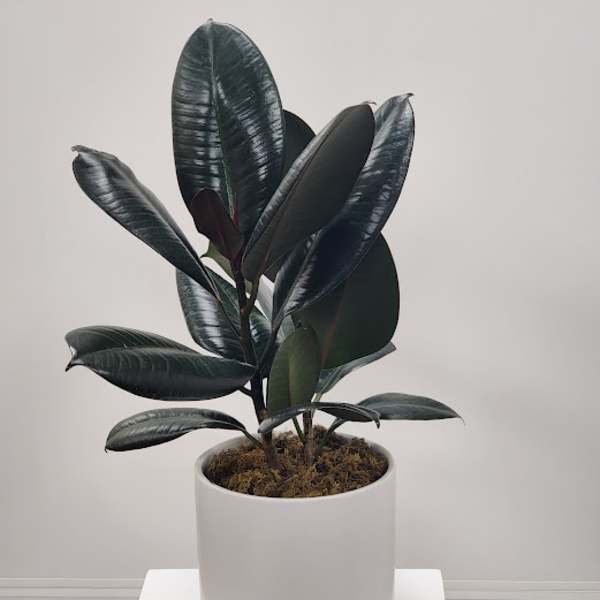 Potted rubber plant with dark glossy leaves in a white planter