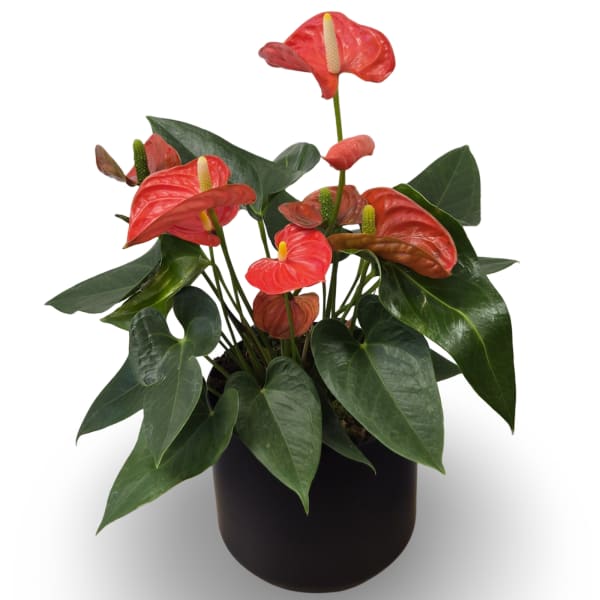 6" Anthurium Plant