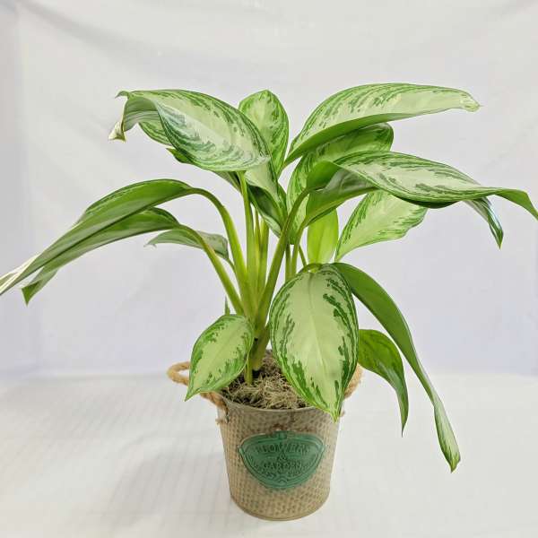 6" Chinese Evergreen Plant