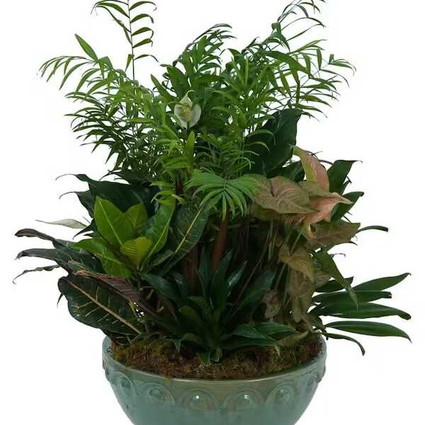 LARGE DISH GARDEN