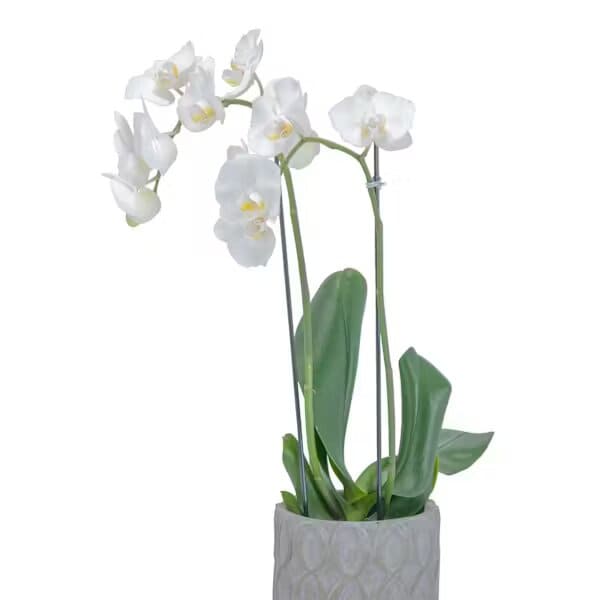 WHITE ELEGANCE ORCHID