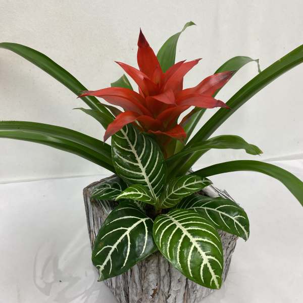 Red flowering tropical plant with striped green leaves in a rustic square wood pot