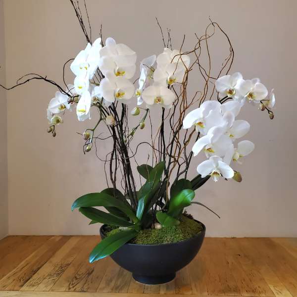 White orchids arranged in a black bowl planter with decorative branches.