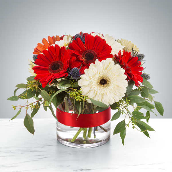 Low arrangement of red and white gerbera daisies with blue accents in a clear cylinder vase with red ribbon