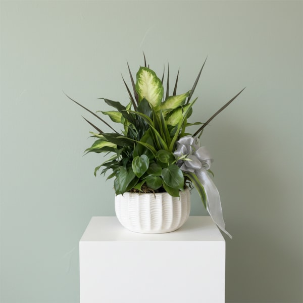 Ceramic Dish Garden ( Croton, Peace Lily, Philodendron and Dracaena Plants)