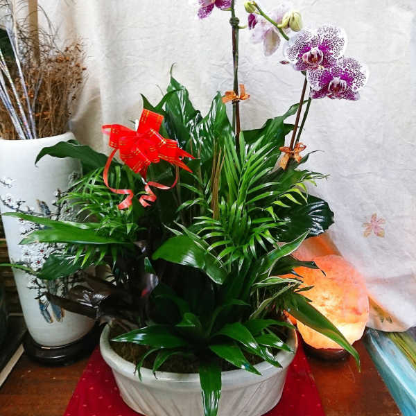 Potted orchid arrangement with purple-speckled blooms and glossy green foliage