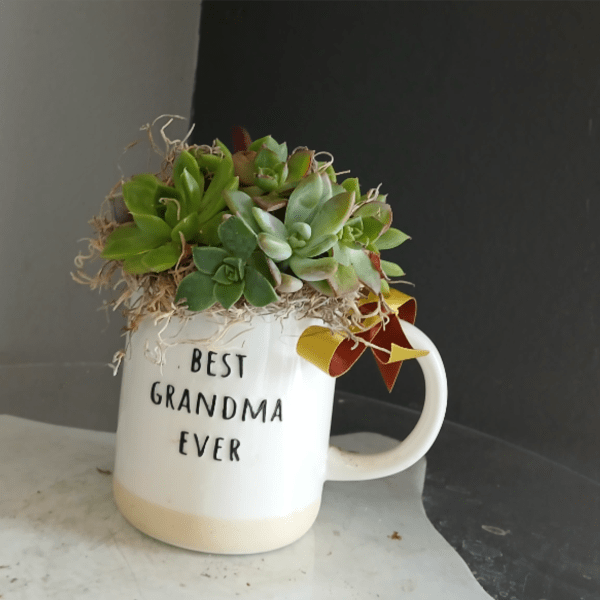 Best Grandma Ever Succulent
