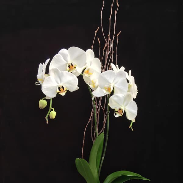 White orchid plant in a white pot with tall twig accents
