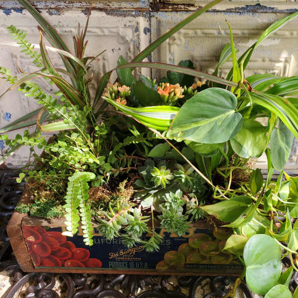 Mixed potted plants and succulents arranged in a wooden crate