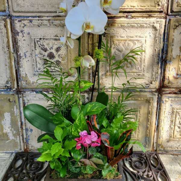 White orchids in a rectangular planter with assorted green plants
