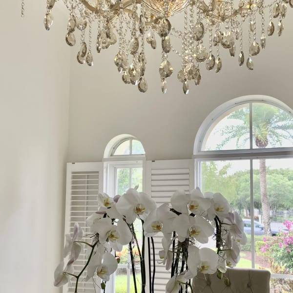 Elegant Orchids