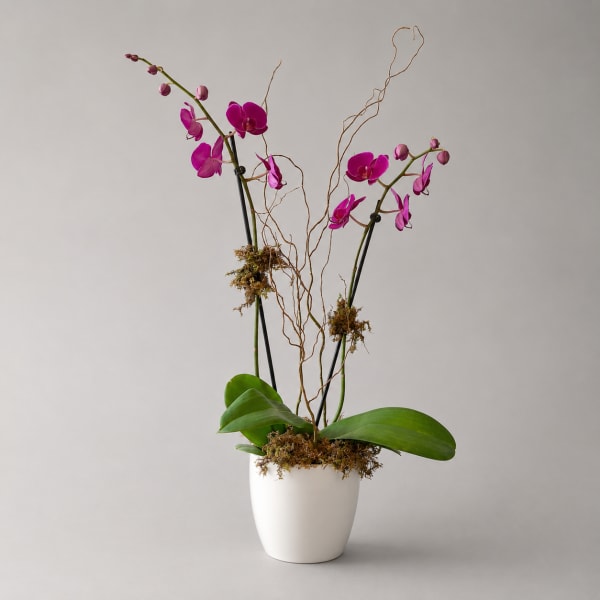 Pink orchids in a white pot with curly branches