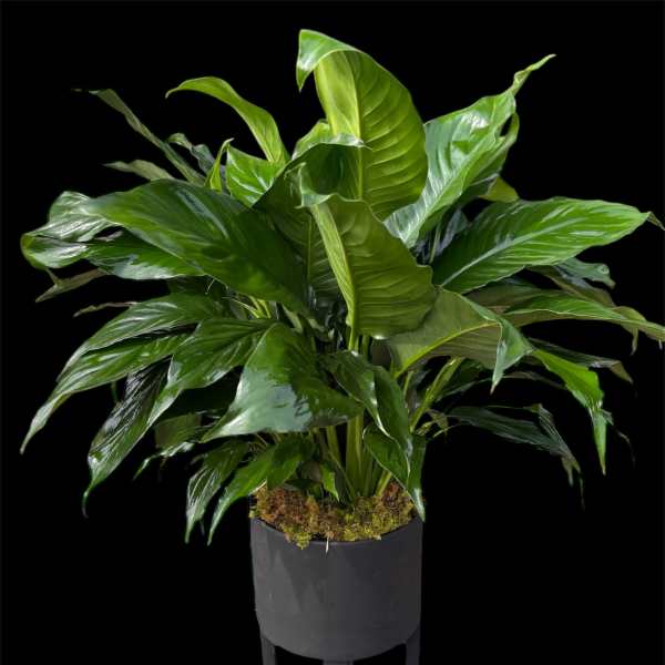 Large green potted plant in a black container