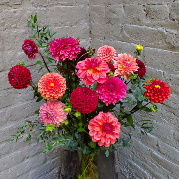 Bouquet of bright pink and coral dahlias in a glass vase
