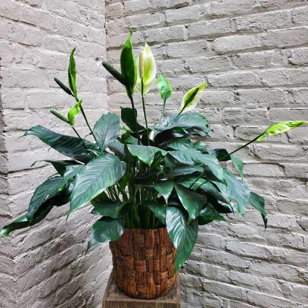 Potted Peace Lily Plant