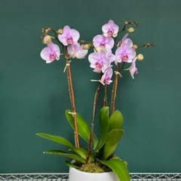 Potted pink orchid plant in a white container