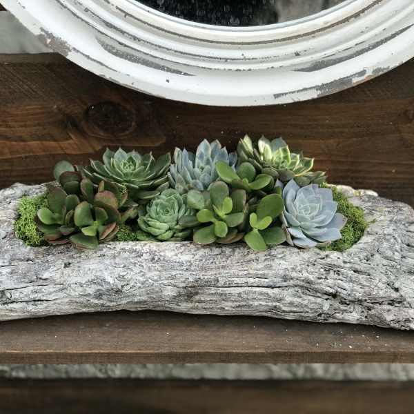 Succulent arrangement in a weathered log planter