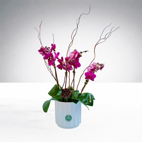 Elegant Orchid Garden by The House of Flowers