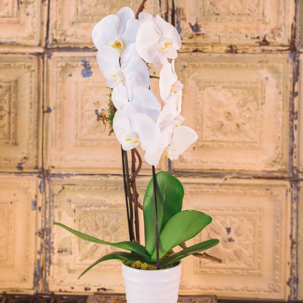 White orchid plant in a white pot