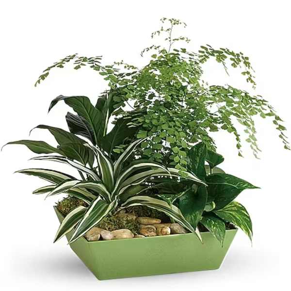 Forever Green Plant Garden