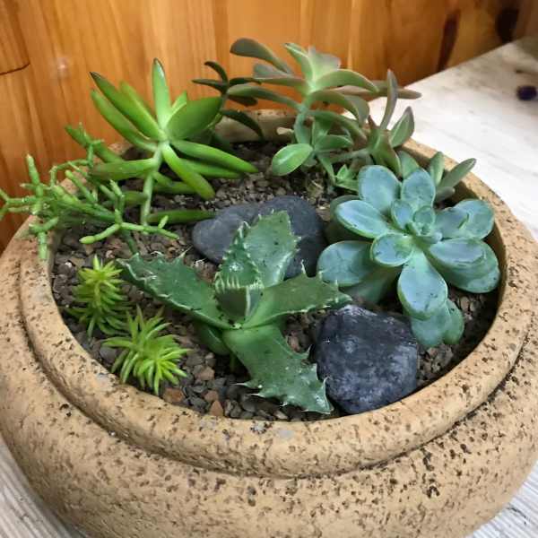 Potted succulent arrangement in a shallow beige planter with decorative stones
