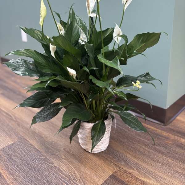 White peace lilies in a white woven pot