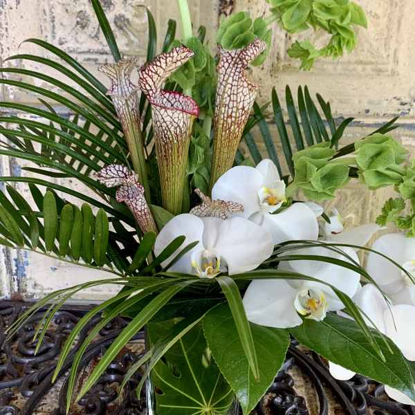 White orchids and pitcher plants arranged with tropical foliage in a glass vase