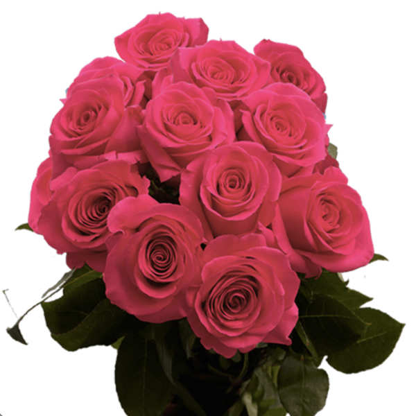 Bouquet of bright hot pink roses clustered tightly against a white background