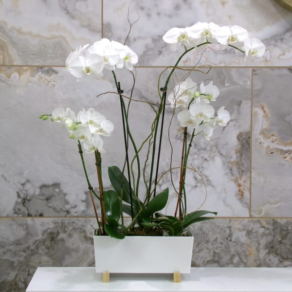 White orchids arranged in a rectangular white planter.