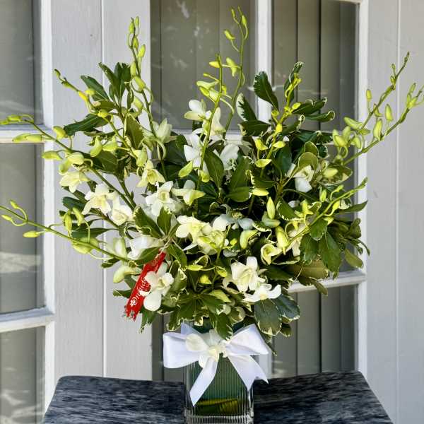 White Dendrobium Orchids Gift Arrangement