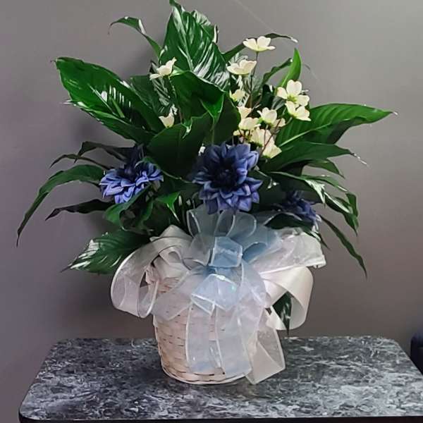 Peace Lilly Dressed Up
