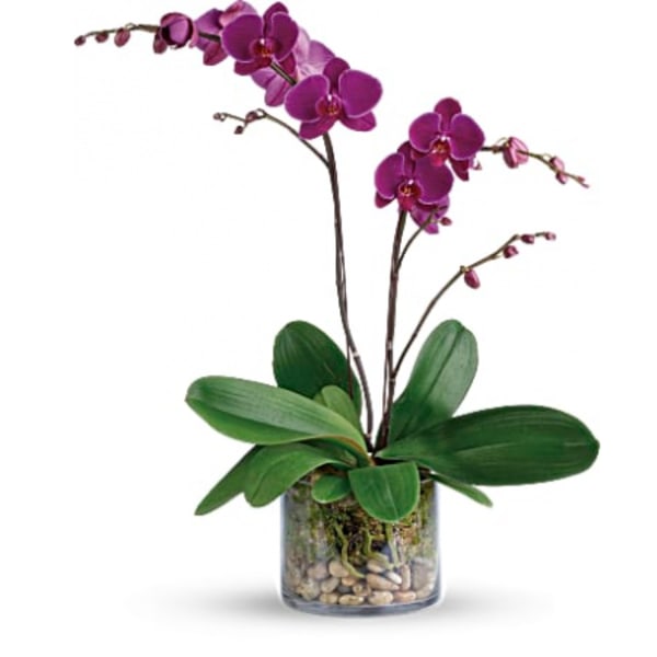 GLORIOUS GRATITUDE ORCHID