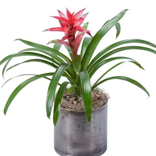 Potted bromeliad with red flower spike in a gray container