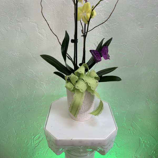 Yellow orchids in a white pot with decorative butterflies and ribbon