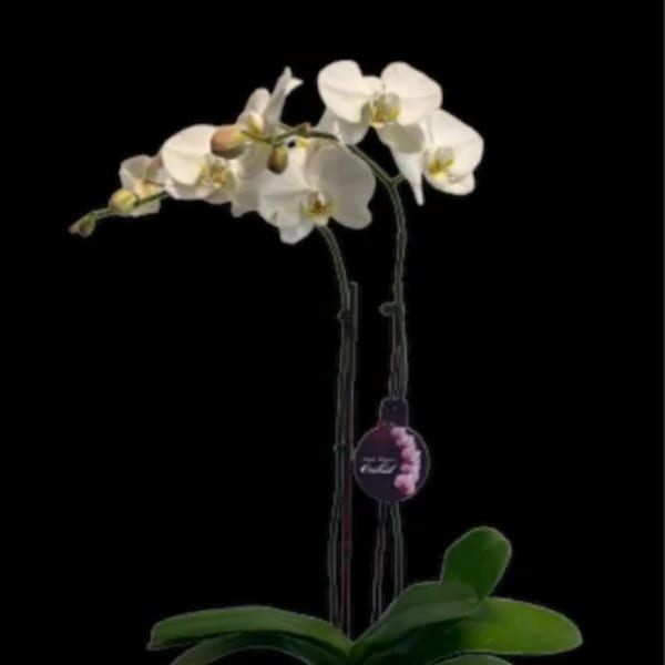 WHITE DOUBLE-STEM ORCHID PLANT