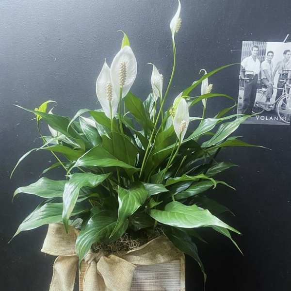 White peace lilies in a wooden box with a burlap bow