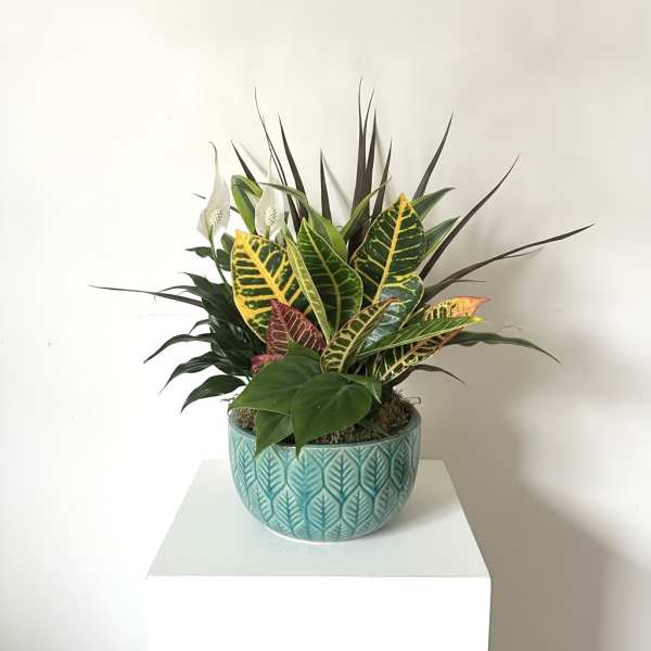 Ceramic Dish Garden (Dracaena, Peace Lily, Dieffenbachia)