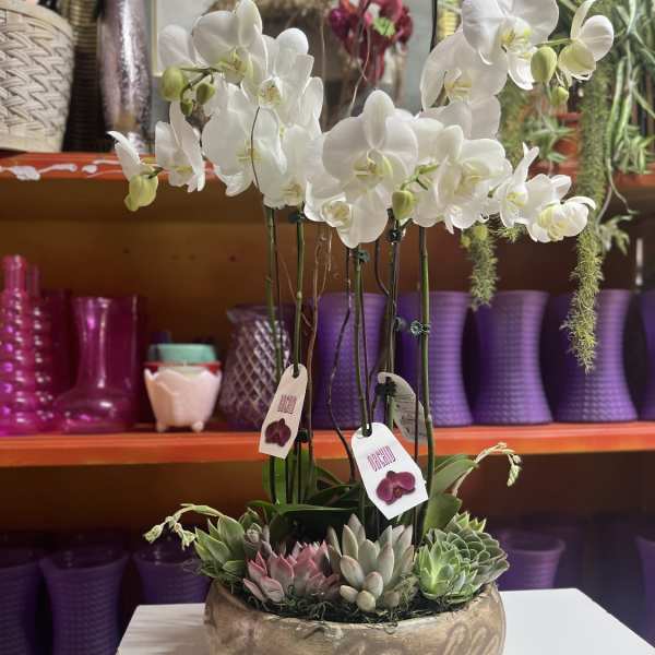 White orchids arranged in a bowl with small succulents