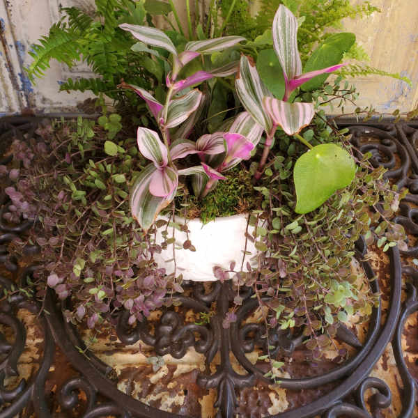 Mixed potted houseplants in a white container with trailing purple foliage