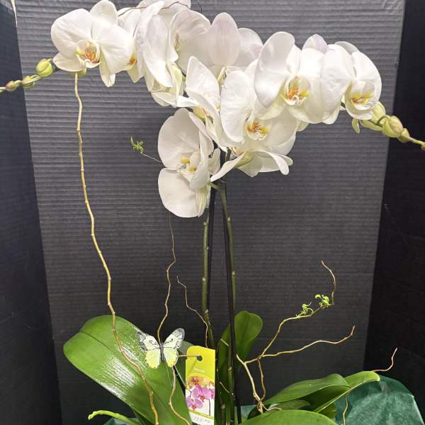 White orchid plant in a white textured pot