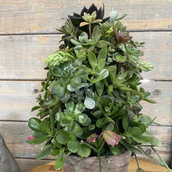 Potted succulent arrangement with trailing stems in a rustic container